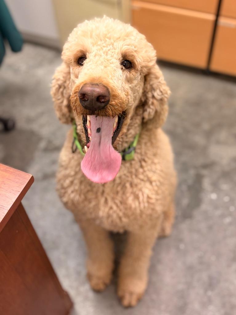 Clancy, Adoptable, Adult Male Poodle.