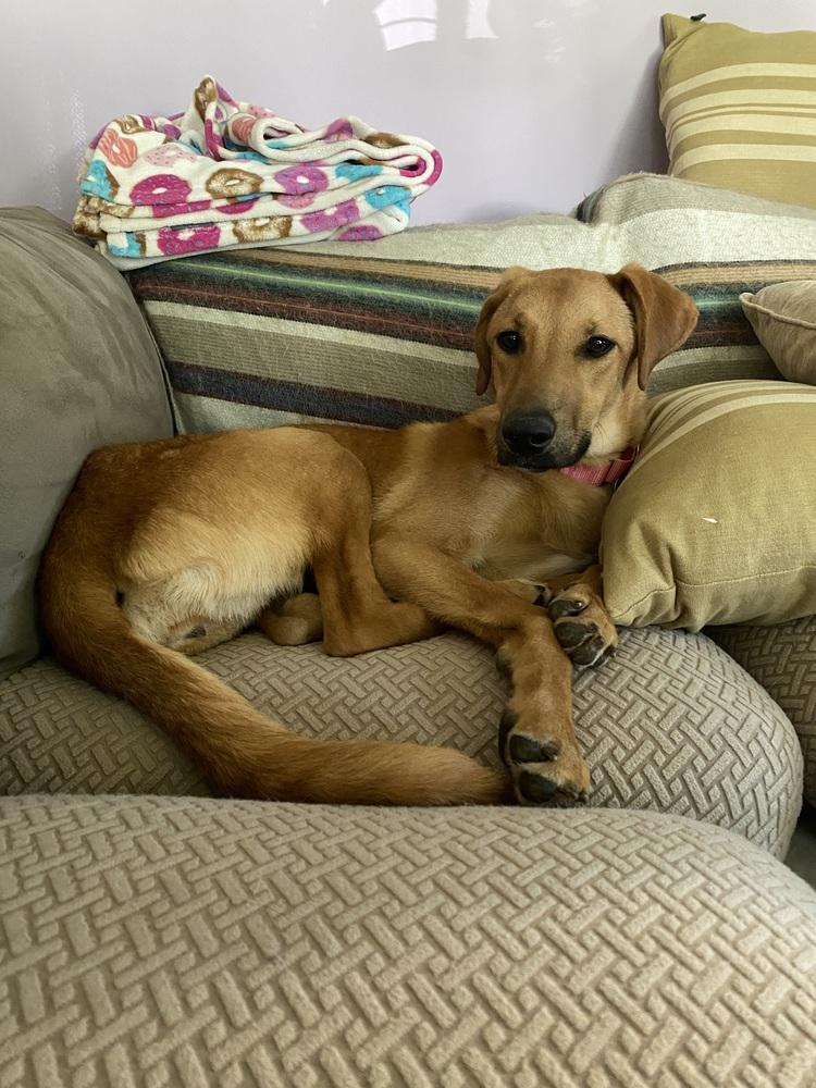 Lainey, a Adoptable mixed breed in Willingboro, NJ image 1/6