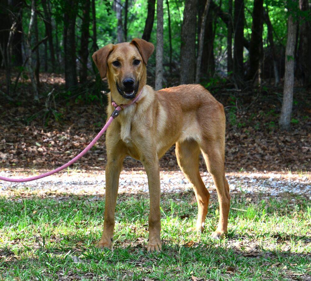 Lainey, a Adoptable mixed breed in Willingboro, NJ image 2/6