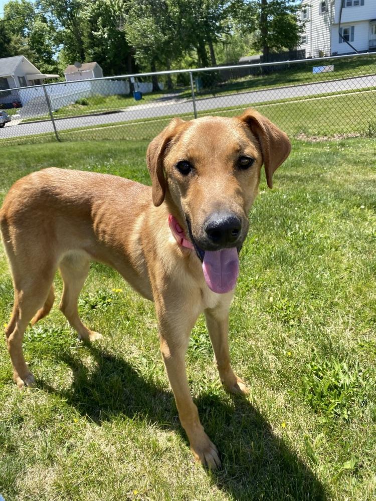 Lainey, a Adoptable mixed breed in Willingboro, NJ image 3/6