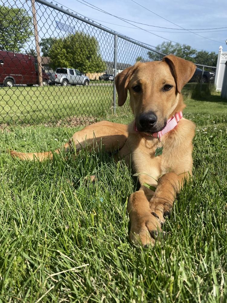 Lainey, a Adoptable mixed breed in Willingboro, NJ image 4/6