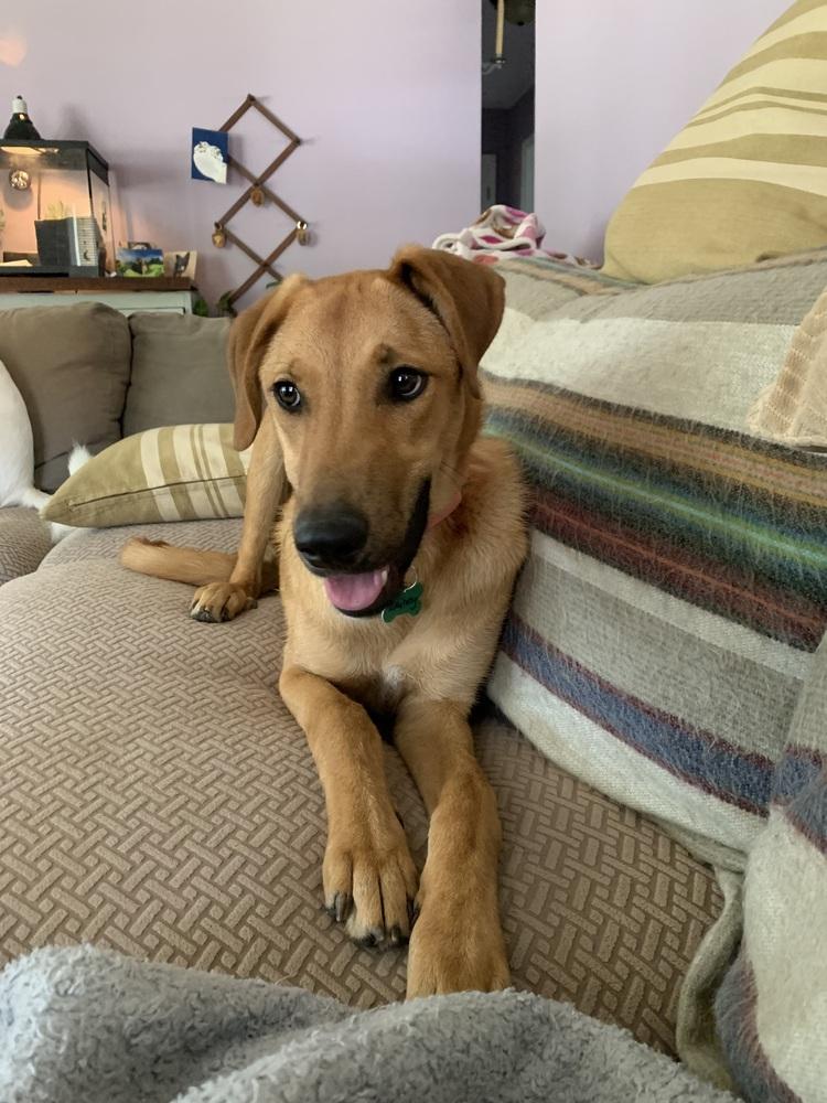 Lainey, a Adoptable mixed breed in Willingboro, NJ image 5/6