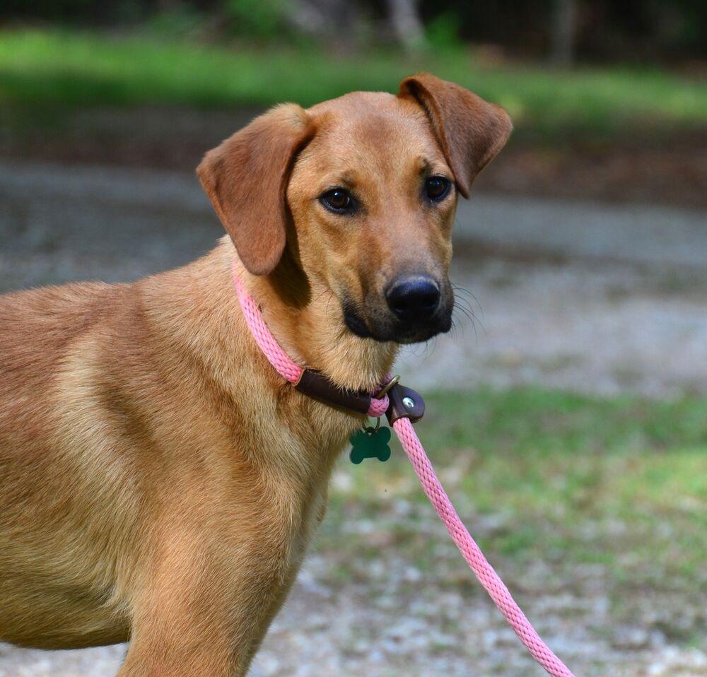 Lainey, a Adoptable mixed breed in Willingboro, NJ image 6/6