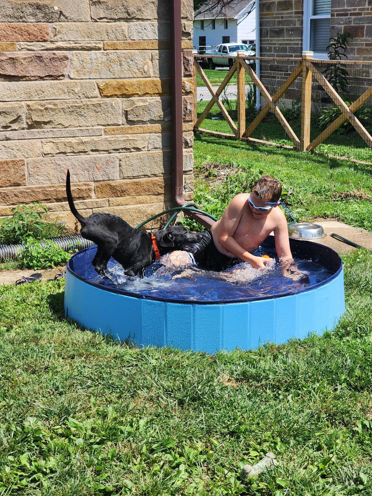 Robin, Adopted, Puppy Male Great Dane & Great Pyrenees.