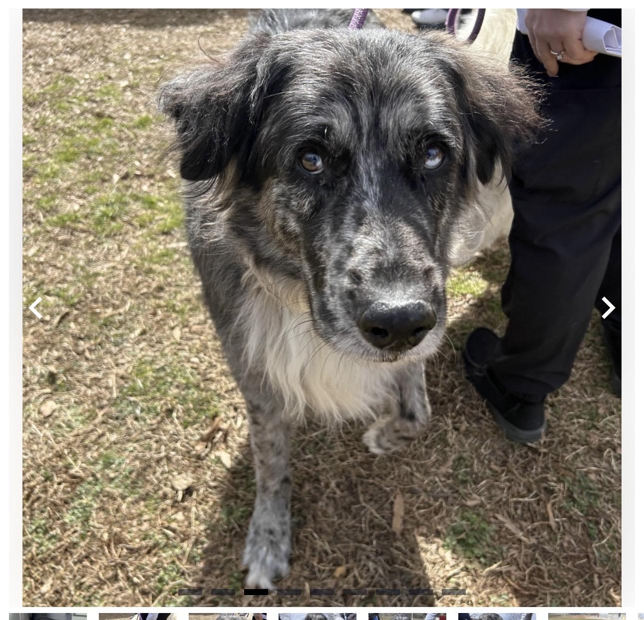 Deville, adopted, Adult Male Australian Shepherd & Great Pyrenees.