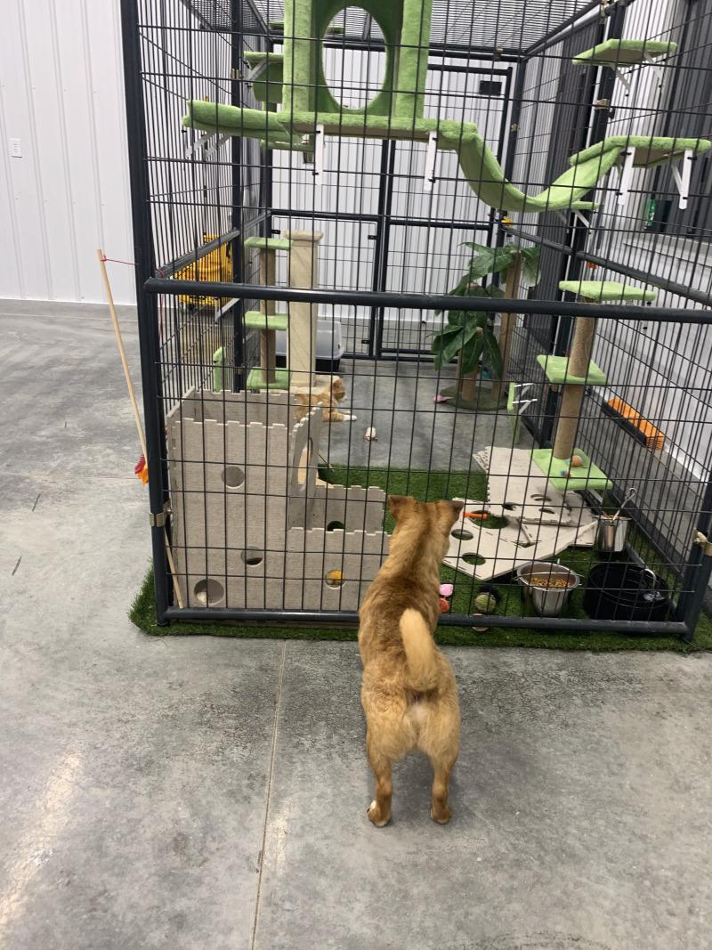 Enlarge Biscuit, a Adoptable mixed breed in bellefontaine, OH image 4/6