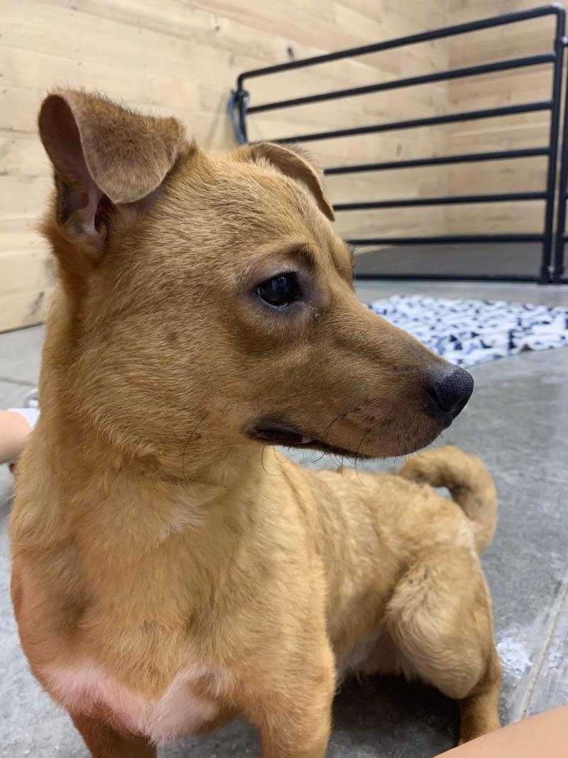 Enlarge Biscuit, a Adoptable mixed breed in bellefontaine, OH image 3/6