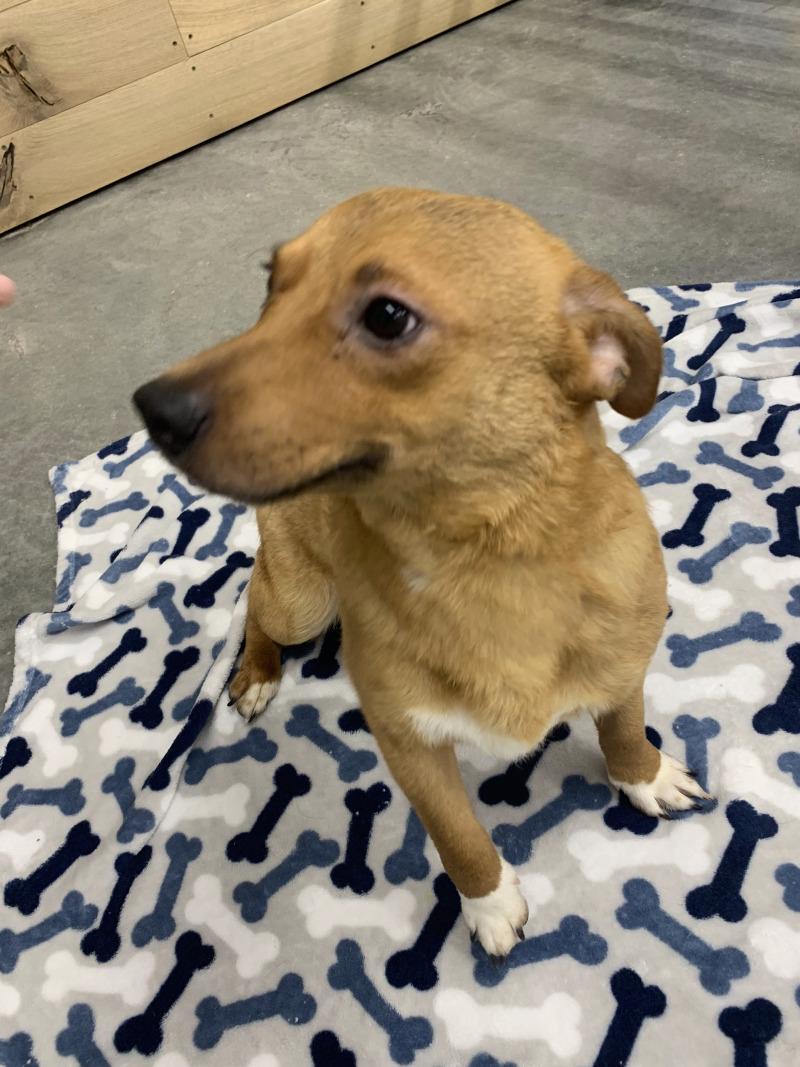 Enlarge Biscuit, a Adoptable mixed breed in bellefontaine, OH image 5/6