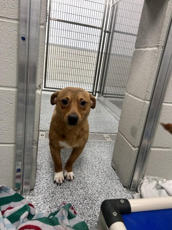 Enlarge Biscuit, a Adoptable mixed breed in bellefontaine, OH image 1/6