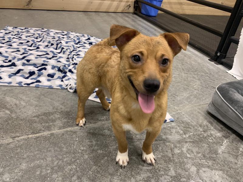 Enlarge Biscuit, a Adoptable mixed breed in bellefontaine, OH image 6/6