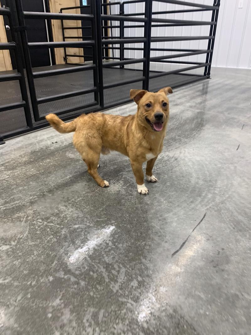 Enlarge Biscuit, a Adoptable mixed breed in bellefontaine, OH image 2/6