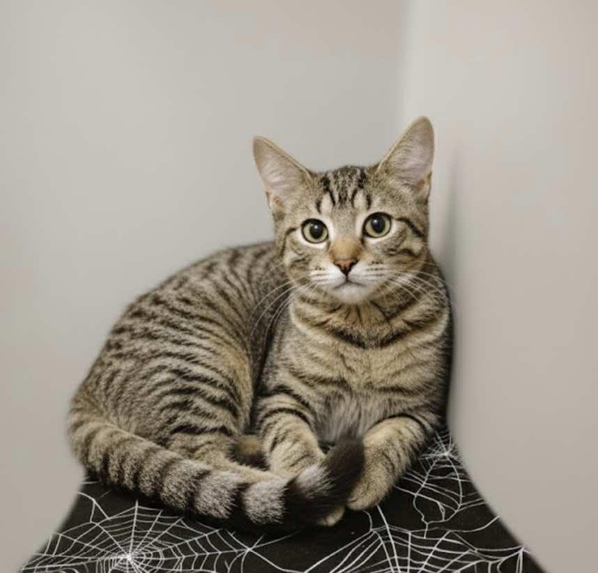 Enlarge Le Nard and Le Roi (Buddies), a Adoptable Tabby in Houston, TX image 2/6