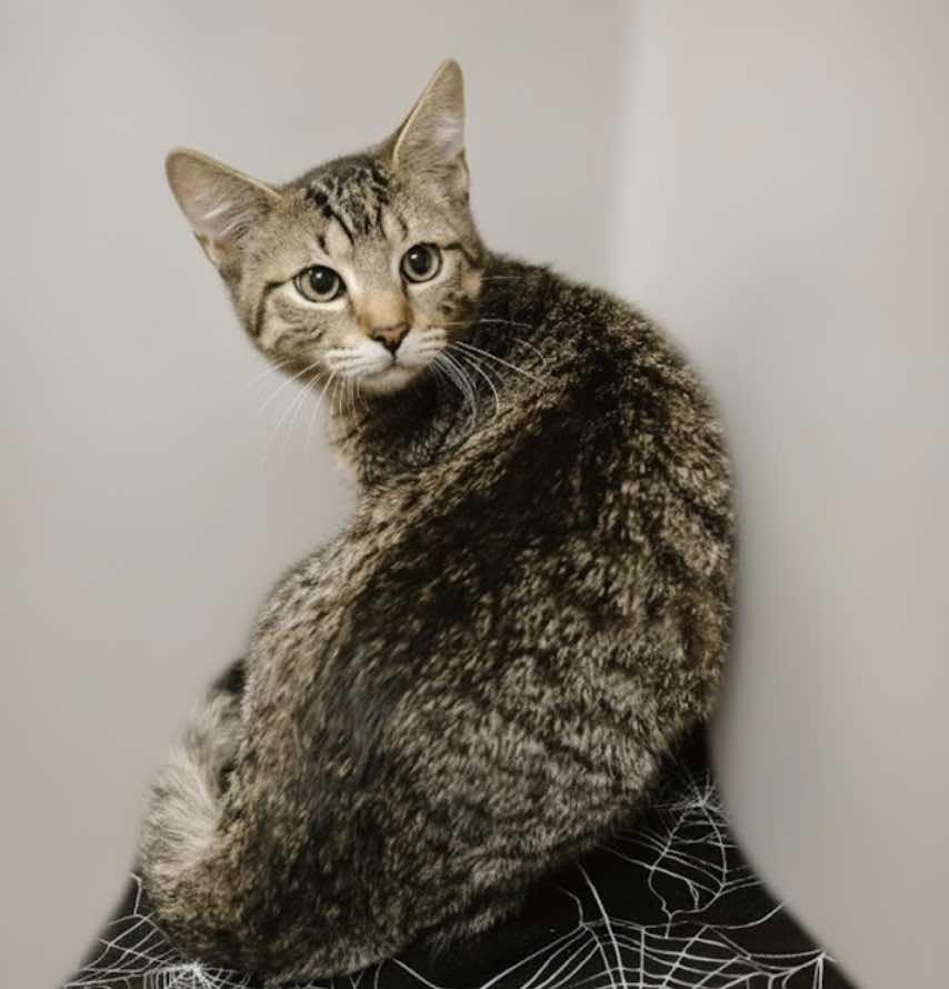 Enlarge Le Nard and Le Roi (Buddies), a Adoptable Tabby in Houston, TX image 4/6