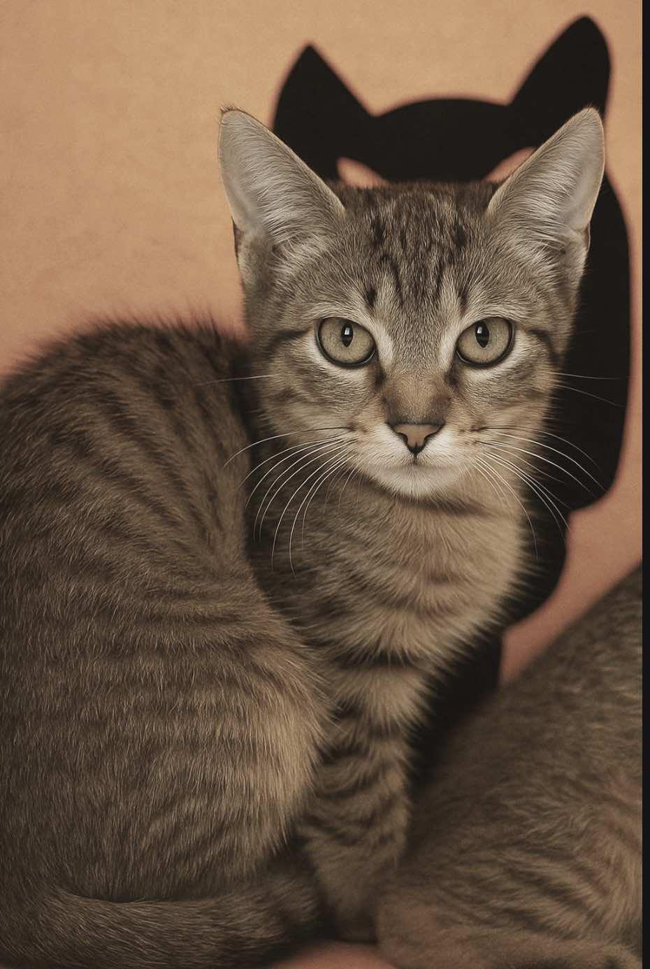 Enlarge Le Nard and Le Roi (Buddies), a Adoptable Tabby in Houston, TX image 3/6