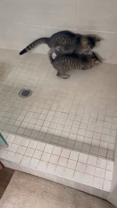 Enlarge Le Nard and Le Roi (Buddies), a Adoptable Tabby in Houston, TX video 6/6