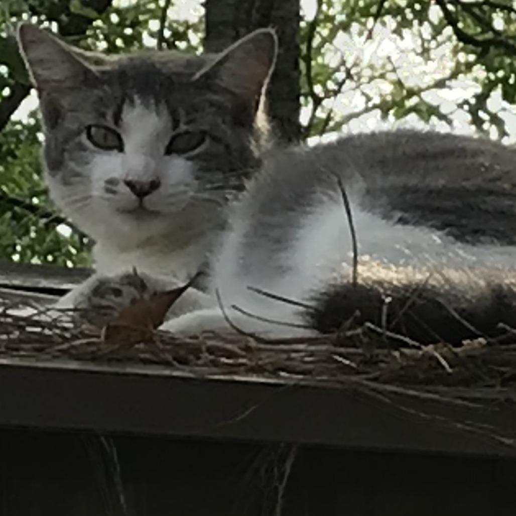 Cutie pie, Adoptable, Young Female Domestic Short Hair & Domestic Short Hair.