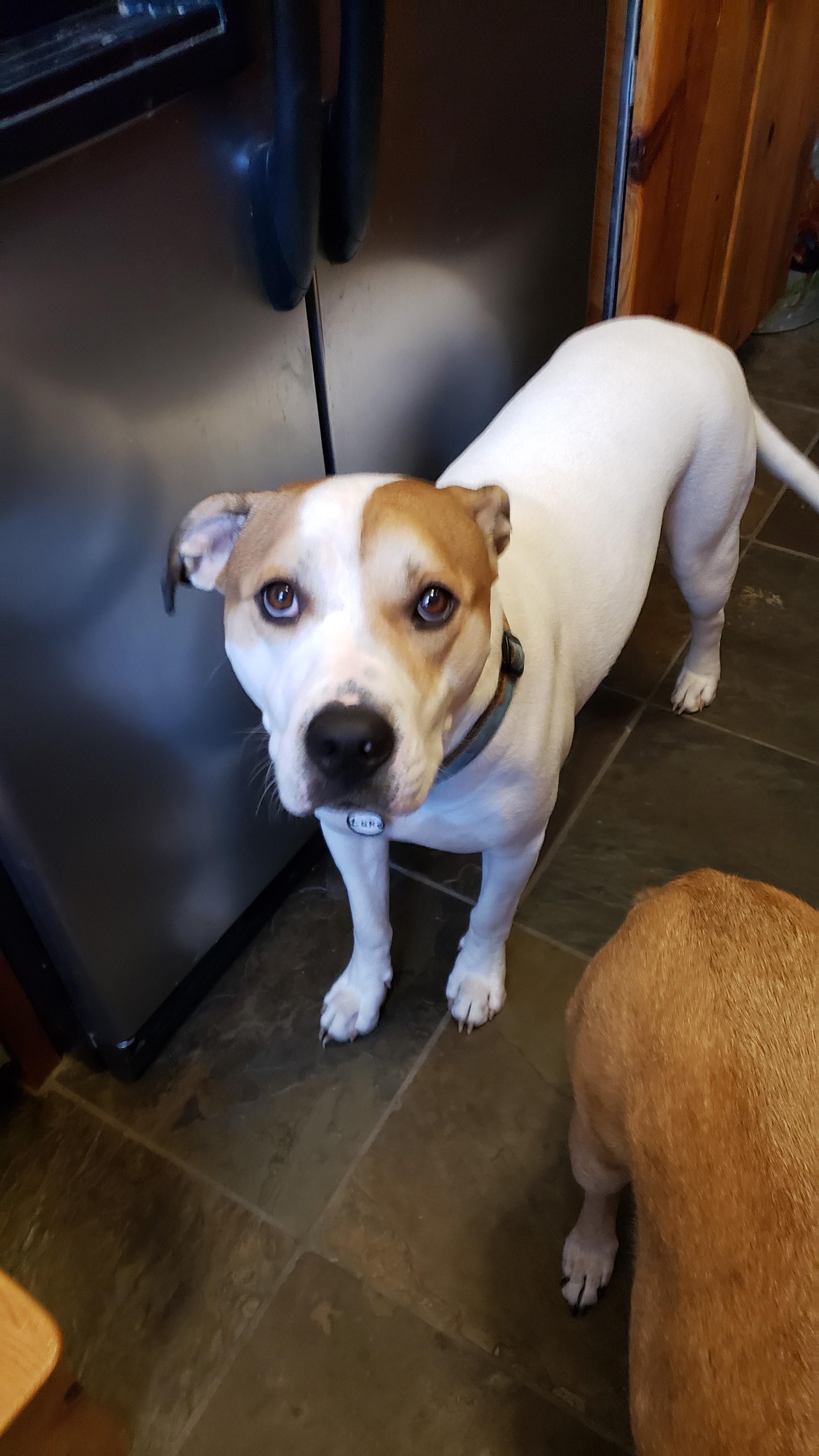 Luke, a Adoptable mixed breed in Montesano, WA image 5/6