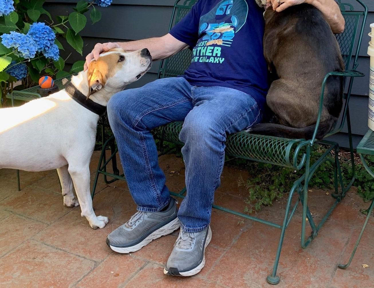 Luke, a Adoptable mixed breed in Montesano, WA image 6/6