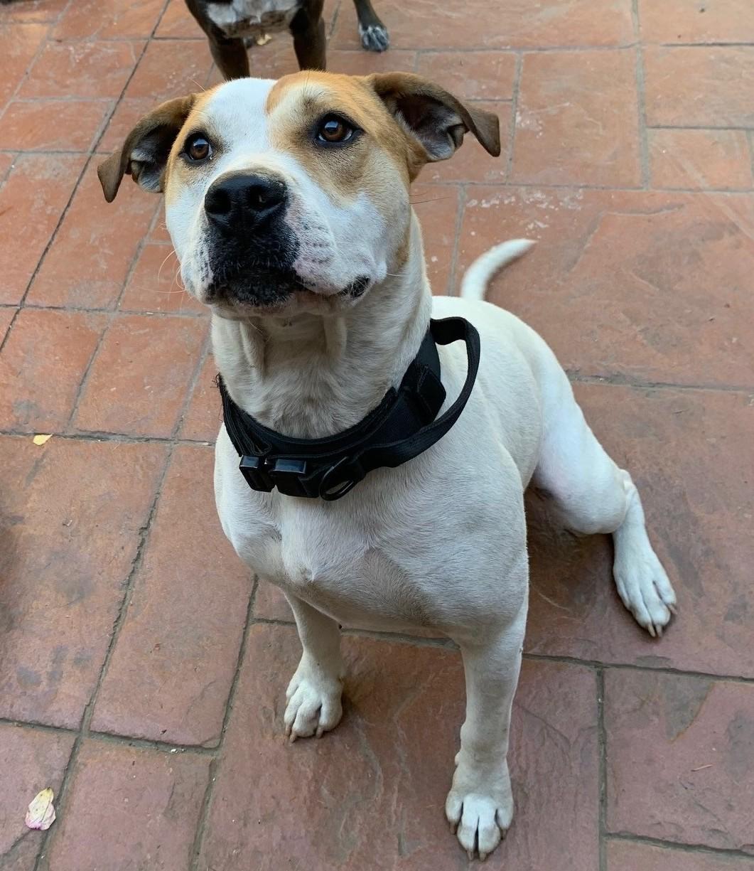 Luke, a Adoptable mixed breed in Montesano, WA image 2/6