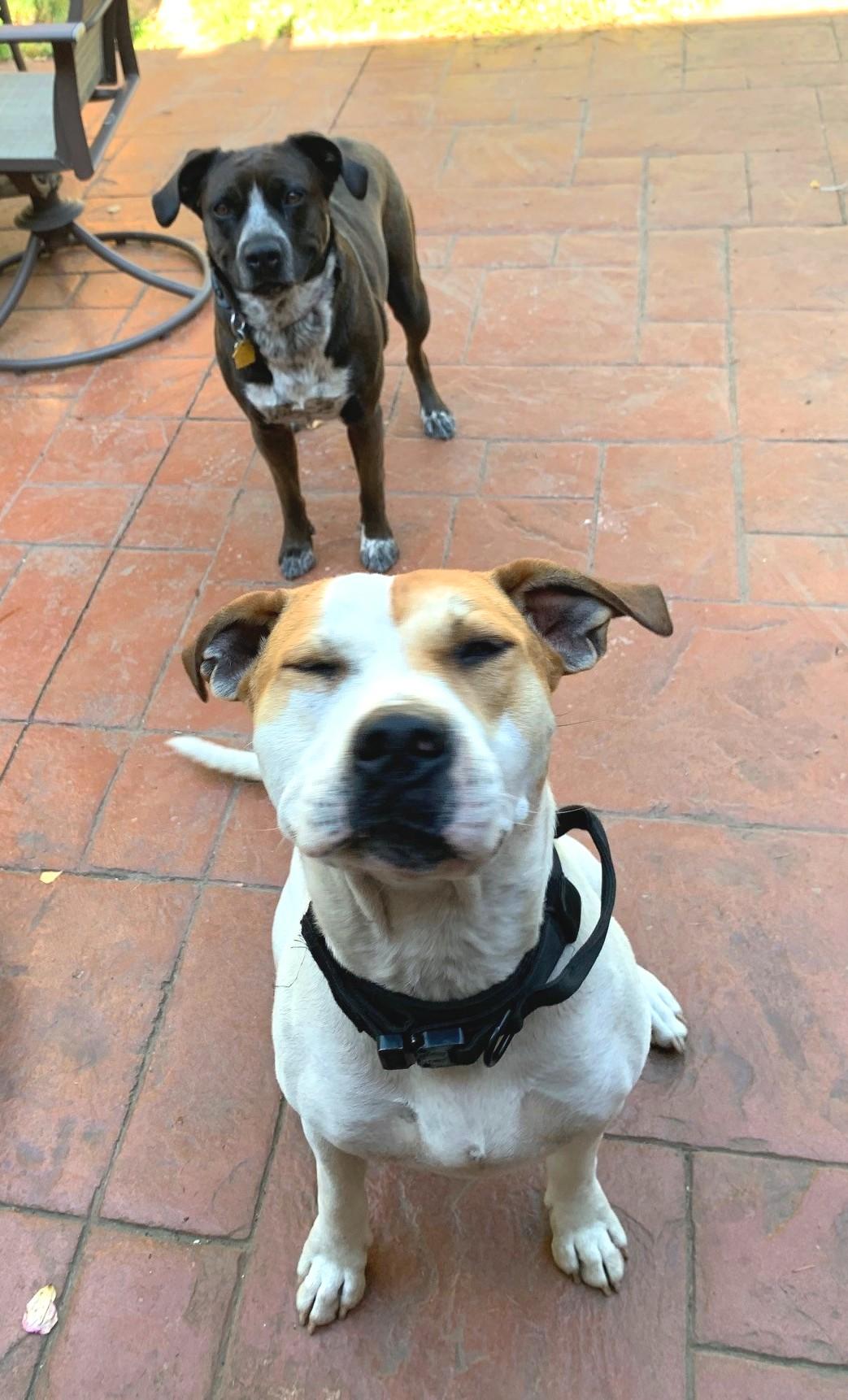 Luke, a Adoptable mixed breed in Montesano, WA image 3/6