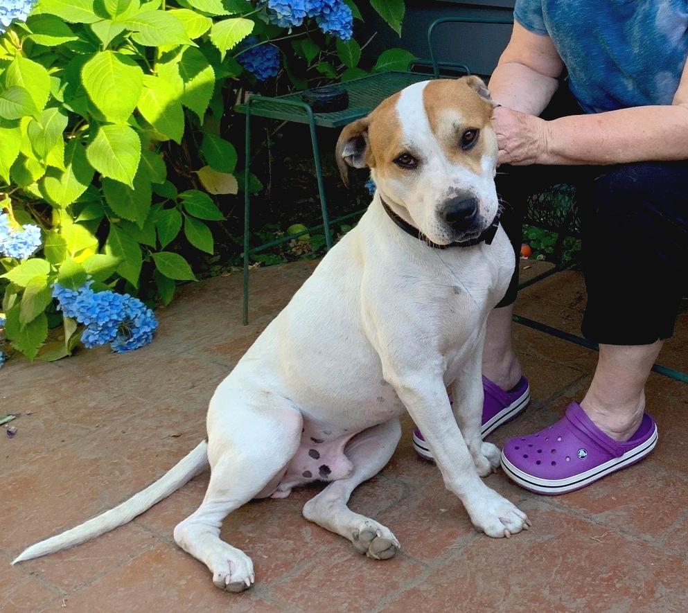 Luke, a Adoptable mixed breed in Montesano, WA image 1/6