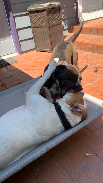 Enlarge Luke, a Adoptable mixed breed in Montesano, WA video 4/6