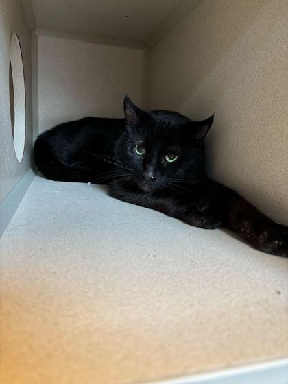 Switch (In Foster), Adoptable, Young Male Domestic Short Hair & Domestic Short Hair.