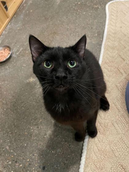 Switch (In Foster), a Adoptable Domestic Short Hair in Louisville, KY image 2/3