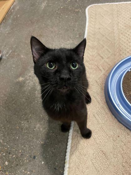 Switch (In Foster), Adoptable, Young Male Domestic Short Hair & Domestic Short Hair.