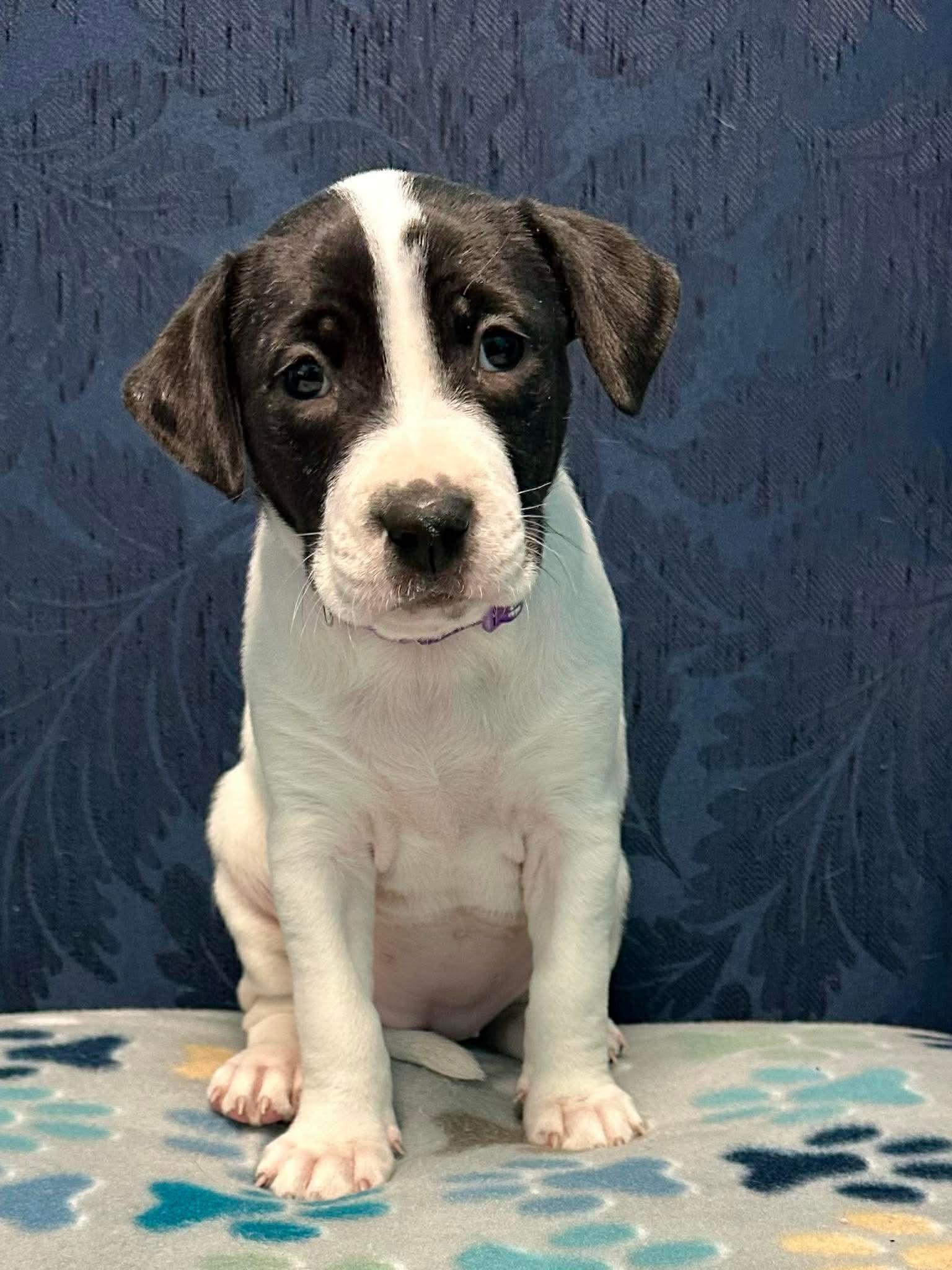 Enlarge Kenzie, a Adoptable mixed breed in Walker, LA image 2/3