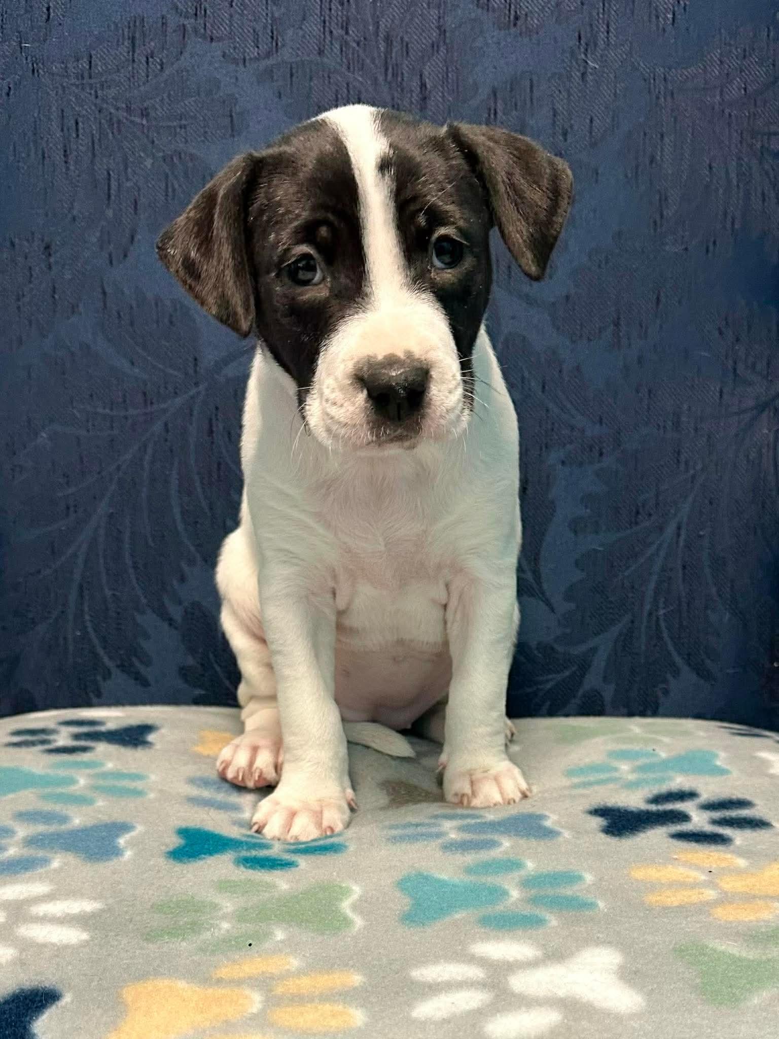 Enlarge Kenzie, a Adoptable mixed breed in Walker, LA image 1/3