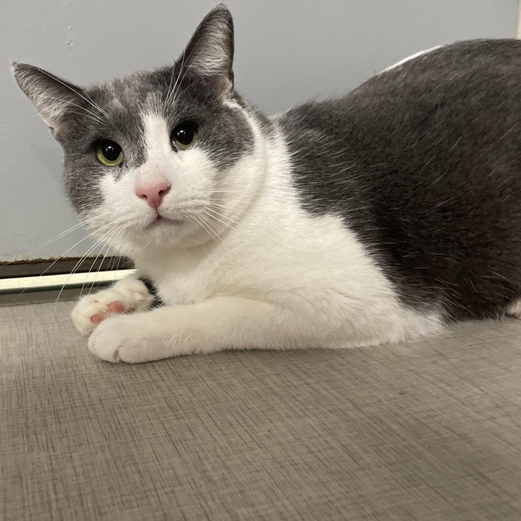 Enlarge 25-111 Simon, a Adoptable Domestic Short Hair in North Branford, CT image 1/3