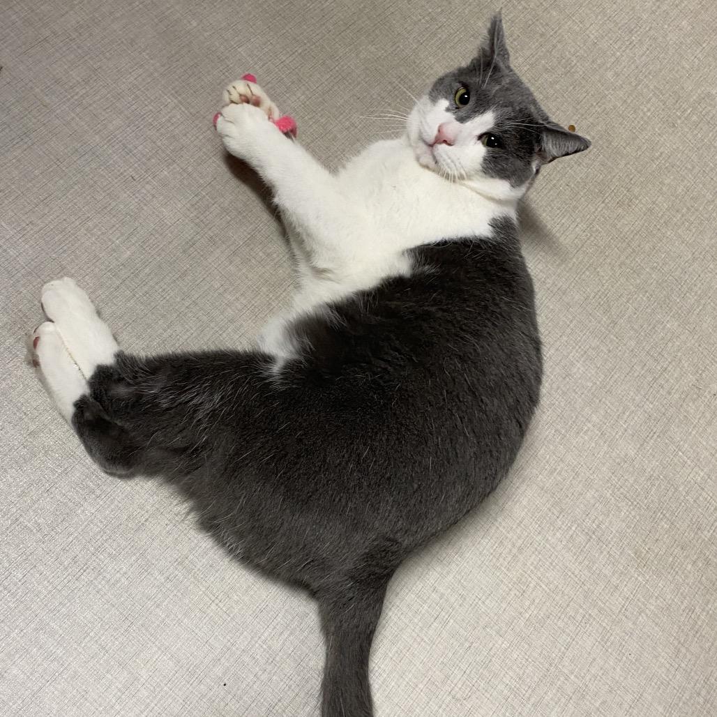 Enlarge 25-111 Simon, a Adoptable Domestic Short Hair in North Branford, CT image 2/3