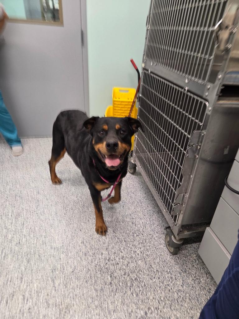 Enlarge Roxy, a Adoptable Rottweiler in Athens, TN image 1/1