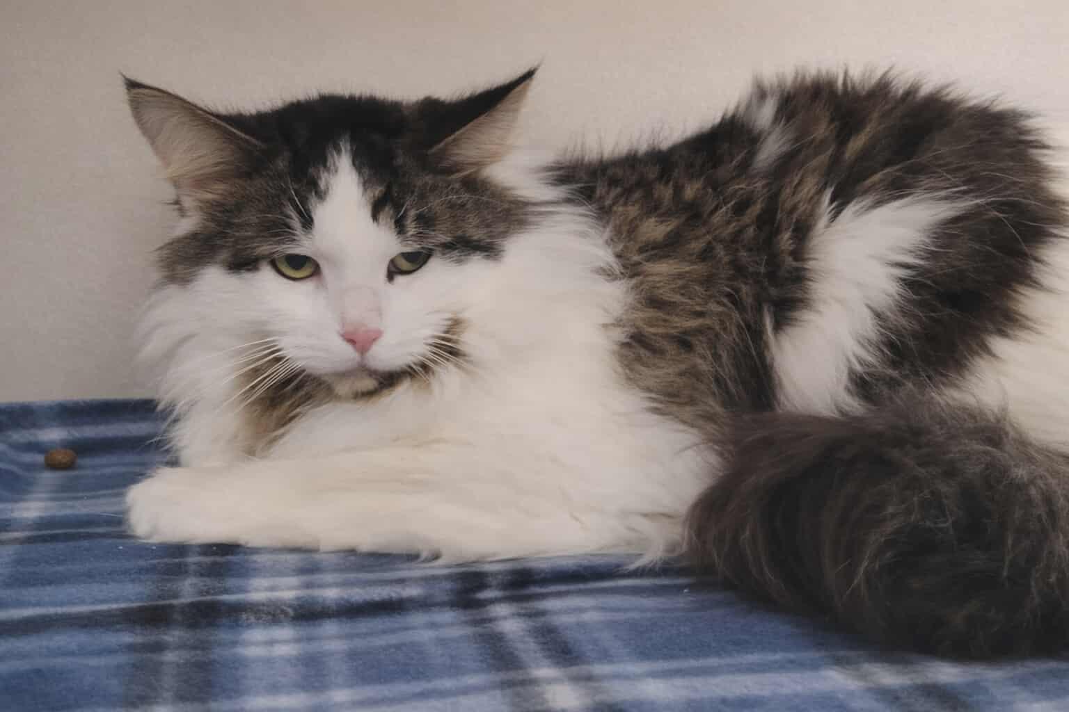 Oreo, adopted, Adult Male Domestic Long Hair.