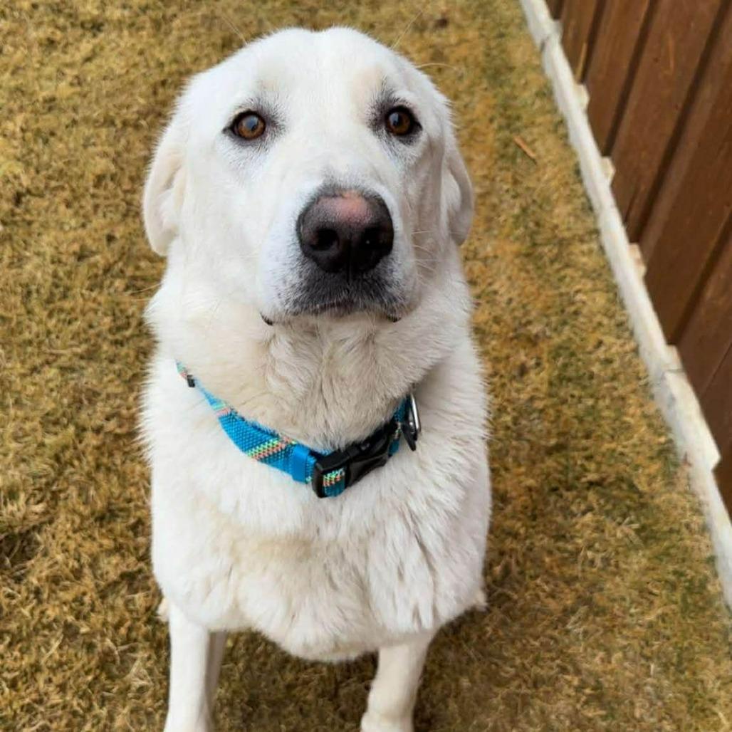 Enlarge Phantom, a Adoptable Great Pyrenees in Boone, IA image 1/3