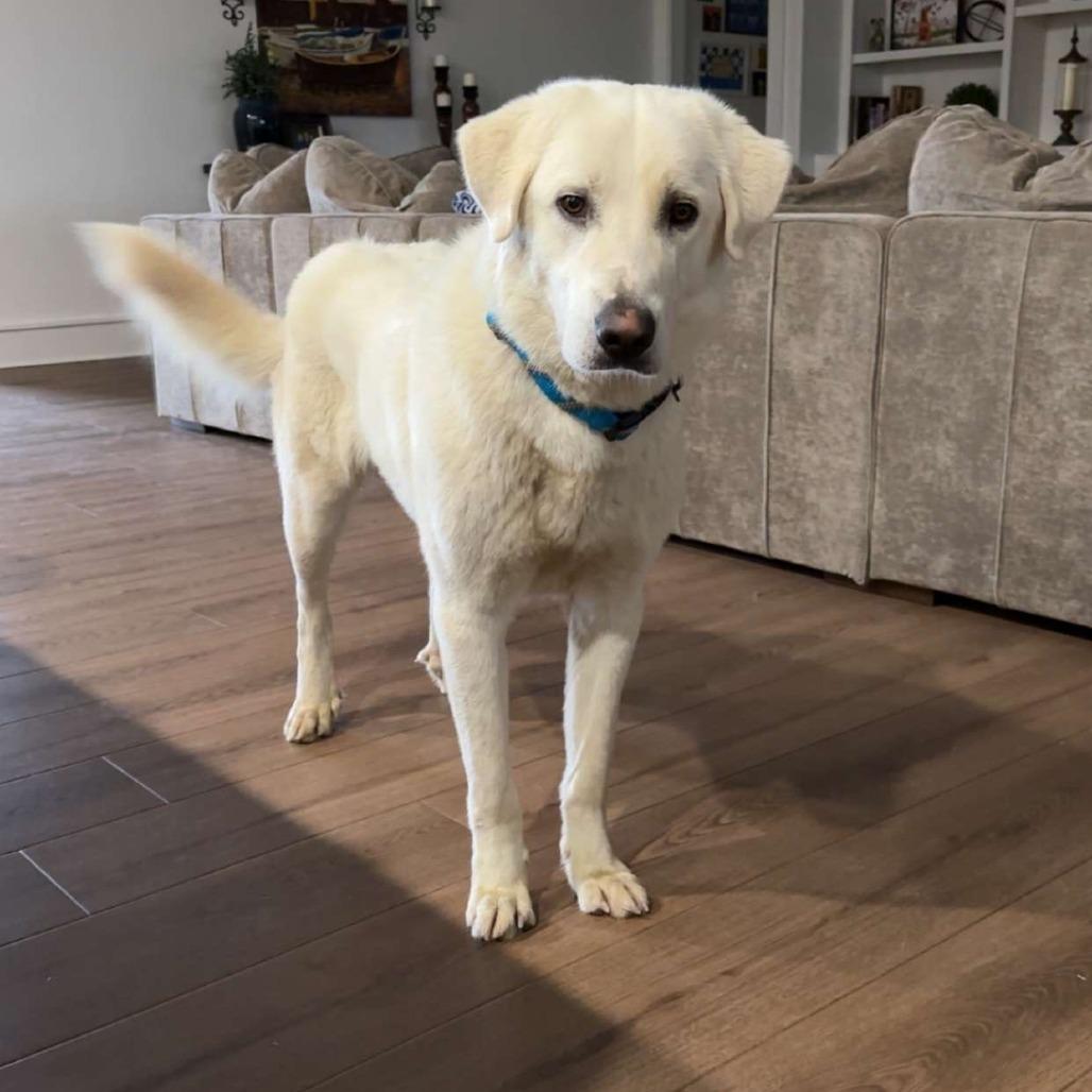 Enlarge Phantom, a Adoptable Great Pyrenees in Boone, IA image 2/3