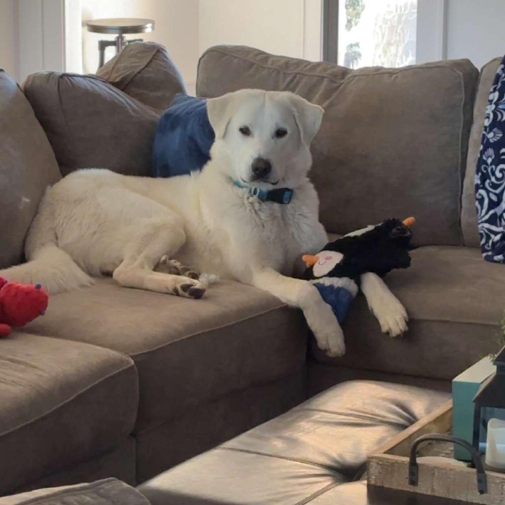 Enlarge Phantom, a Adoptable Great Pyrenees in Boone, IA image 3/3
