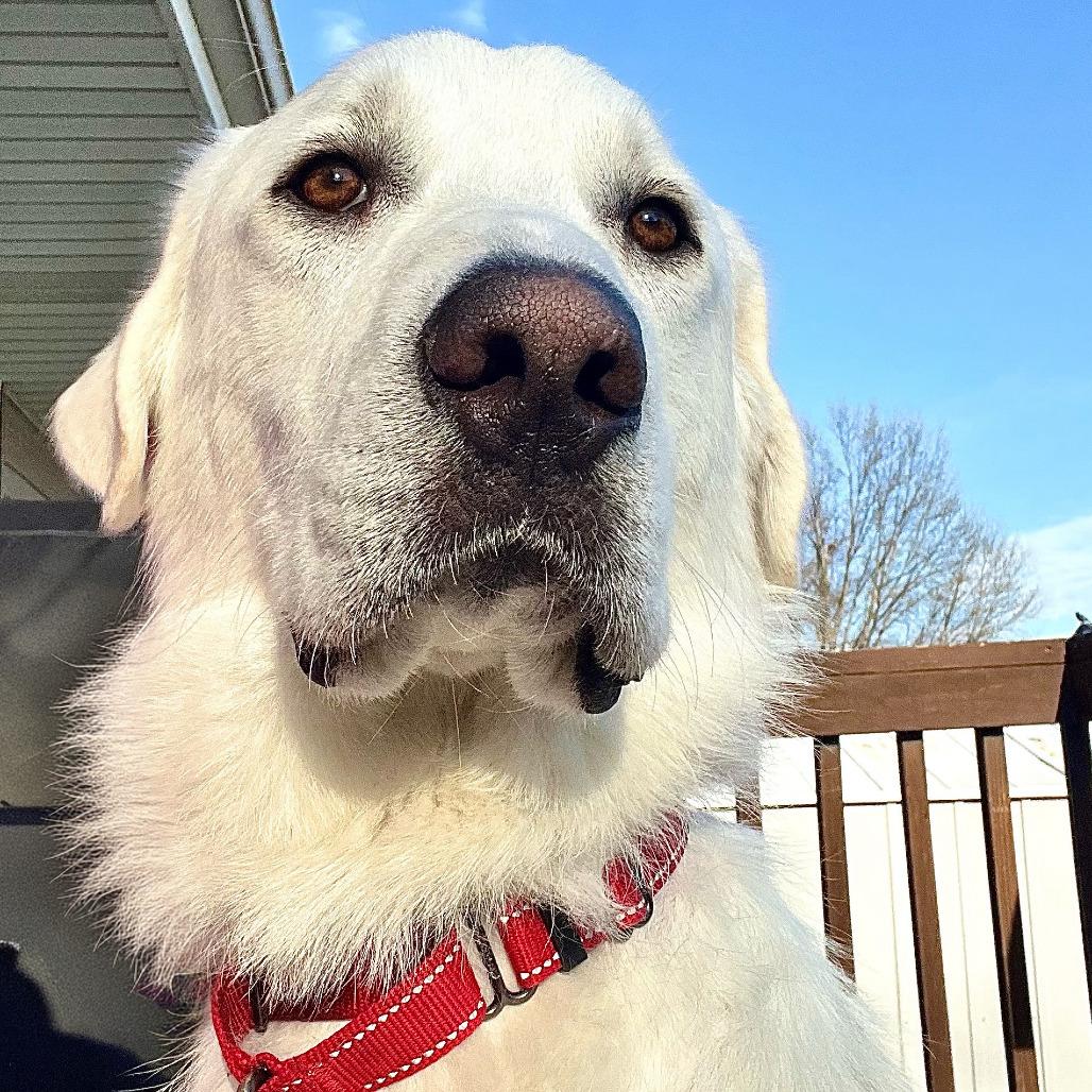 Enlarge Phantom, a Adoptable Great Pyrenees in Boone, IA image 5/6