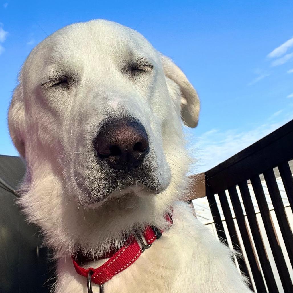 Enlarge Phantom, a Adoptable Great Pyrenees in Boone, IA image 6/6