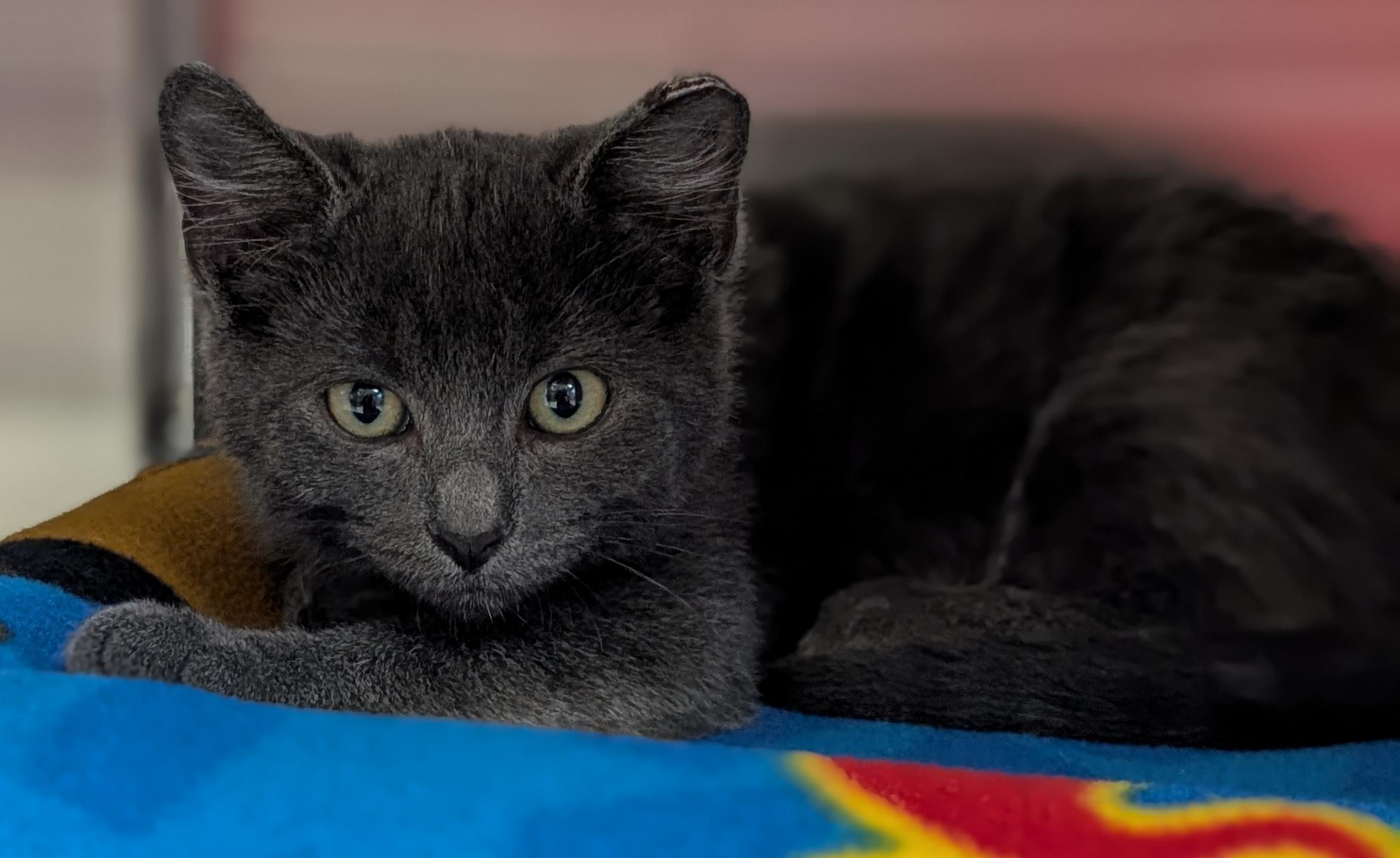 Enlarge Sam I Am, a Adoptable Domestic Short Hair in Madison, WI image 2/2