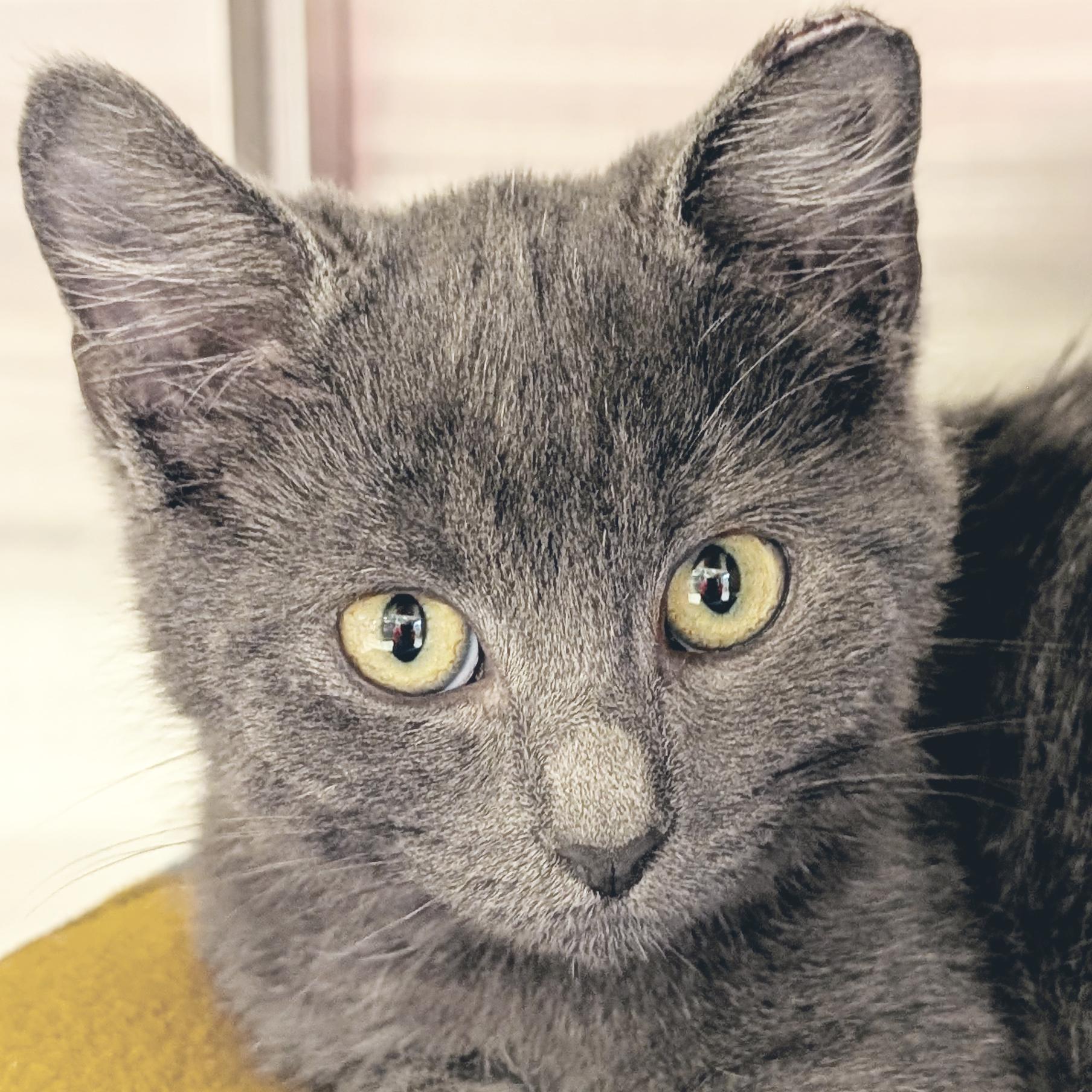 Sam I Am, Adoptable, Kitten Male Domestic Short Hair.