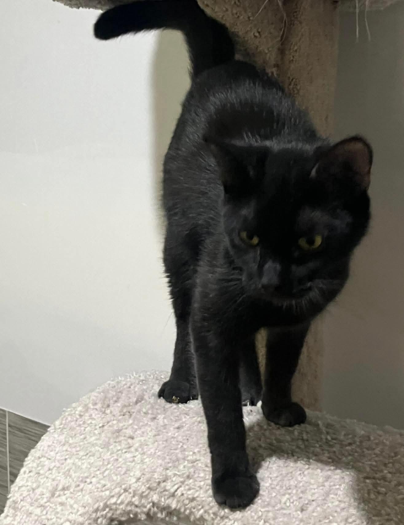 Enlarge Remy - Black Kitten - Foster Care, a Adoptable Domestic Short Hair in Mitchell, SD image 1/1