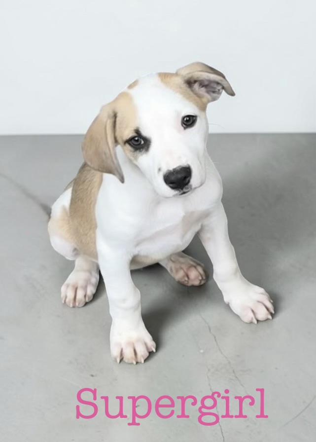 Supergirl, Adoptable, Puppy Female Boxer.