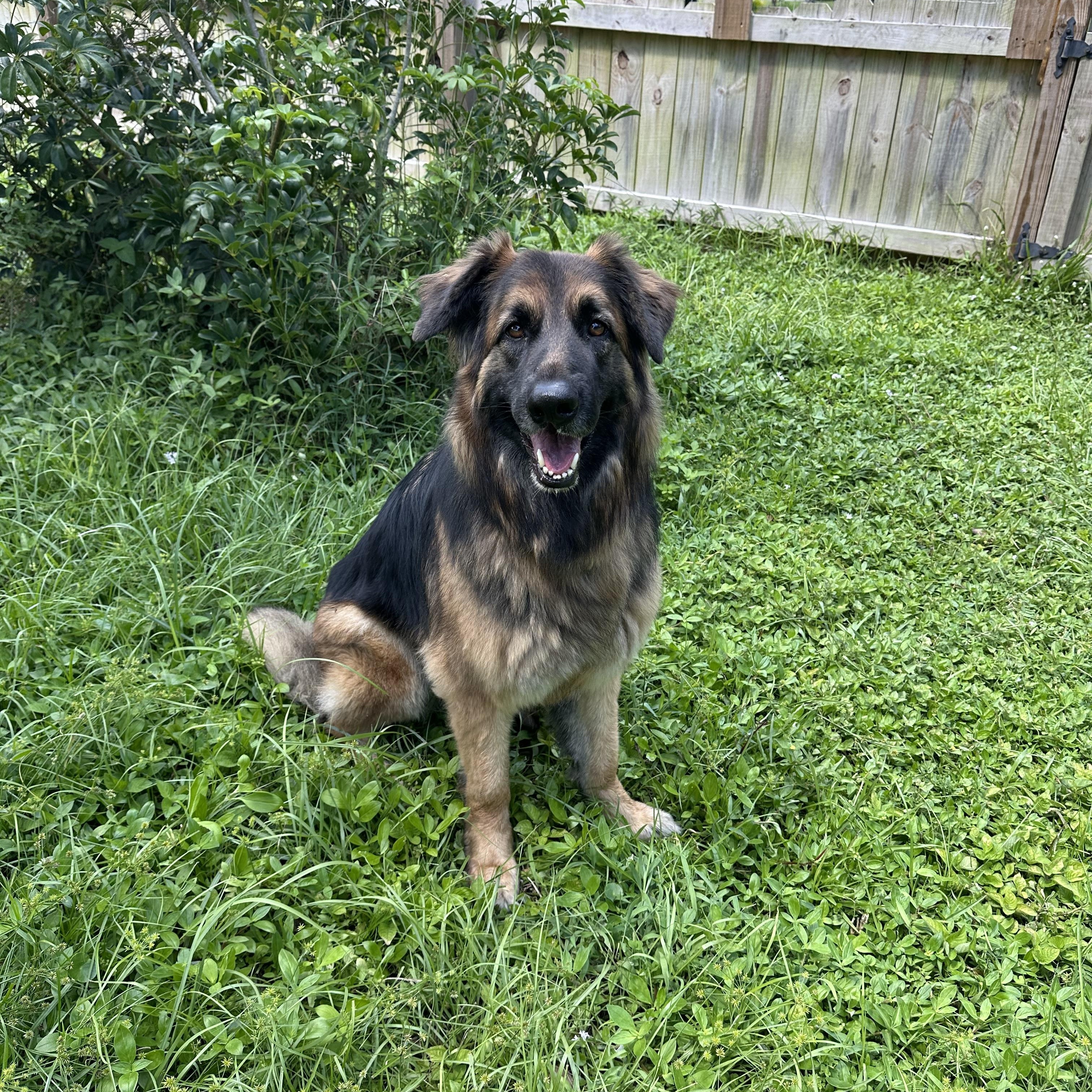 Marlee, an adopted German Shepherd Dog in Port Saint Lucie, FL image 1/4