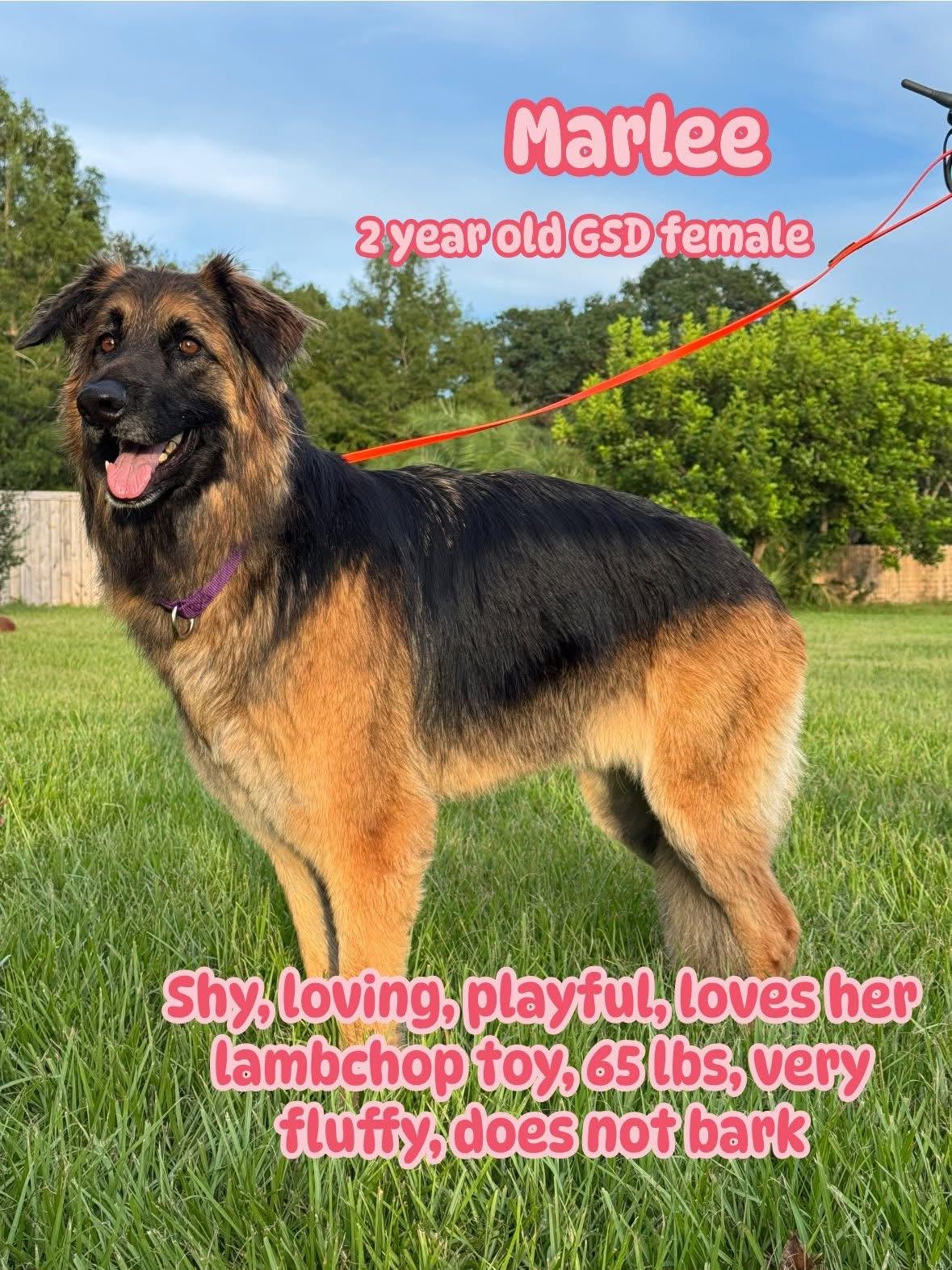 Marlee, an adopted German Shepherd Dog in Port Saint Lucie, FL image 4/4