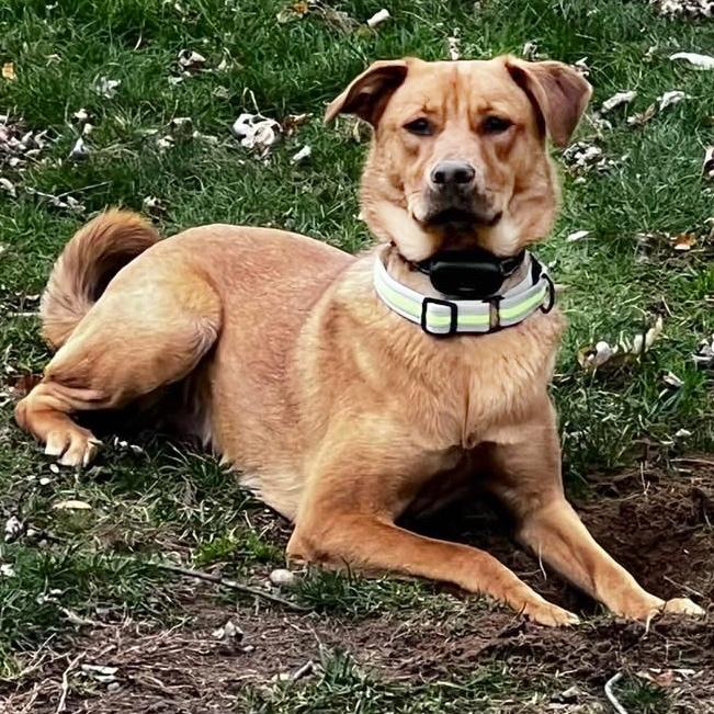 Enlarge Love., an adoptable mixed breed in Pittstown, NJ image 1/1