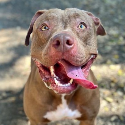 Duchess, a Adopted Pit Bull Terrier in Los Angeles, CA image 1/6