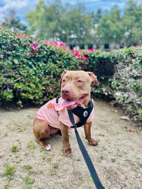 Duchess, a Adopted Pit Bull Terrier in Los Angeles, CA image 2/6