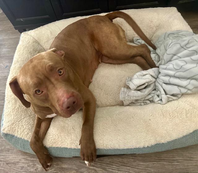 Duchess, a Adopted Pit Bull Terrier in Los Angeles, CA image 4/6